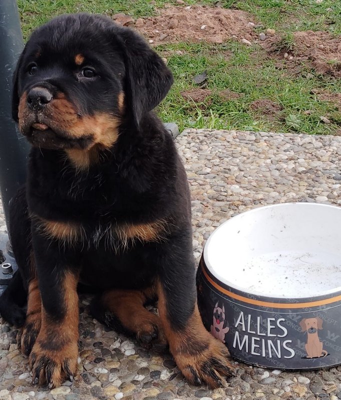 Rottweiler Welpe 2023